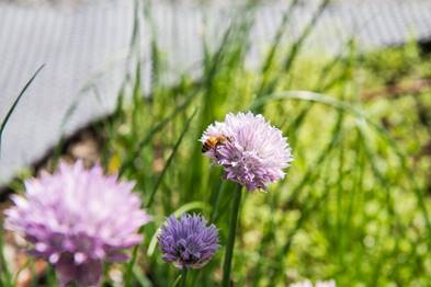 Une abeille de la ruche du Collège Brébeuf